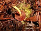 Cortinarius semisanguineus image