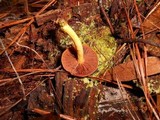 Cortinarius semisanguineus image