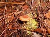 Cortinarius semisanguineus image