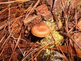 Cortinarius semisanguineus image