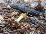 Cortinarius semisanguineus image