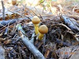 Cortinarius semisanguineus image