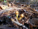 Cortinarius semisanguineus image