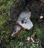 Humaria hemisphaerica image