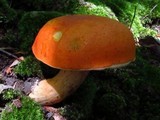 Gyroporus ballouii image