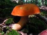 Tylopilus balloui image
