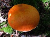 Gyroporus ballouii image