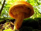 Tylopilus balloui image