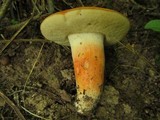 Gyroporus ballouii image