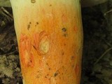 Tylopilus balloui image