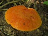 Gyroporus ballouii image