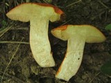 Tylopilus balloui image
