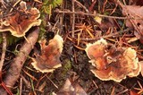 Phellodon tomentosus image