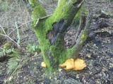 Gymnopilus ventricosus image