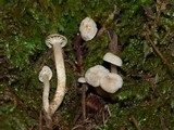 Hodophilus paupertinus image