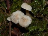 Hodophilus paupertinus image