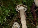 Hodophilus paupertinus image
