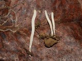Clavaria acuta image