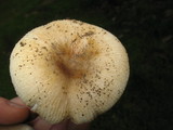 Russula cerolens image