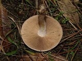 Hebeloma crustuliniforme image