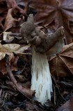 Helvella maculata image