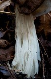 Helvella maculata image