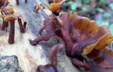 Dacryopinax elegans image