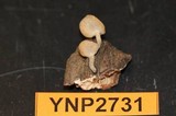 Polyporus brumalis image