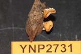 Polyporus brumalis image