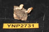 Polyporus brumalis image