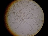 Hebeloma crustuliniforme image