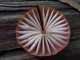 Marasmius fulvoferrugineus image