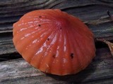 Marasmius fulvoferrugineus image
