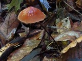 Marasmius fulvoferrugineus image