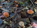 Marasmius fulvoferrugineus image