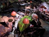 Marasmius fulvoferrugineus image