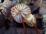 Marasmius fulvoferrugineus image
