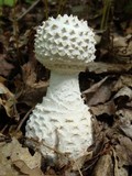 Amanita cokeri image