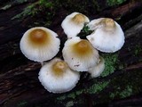 Mycena inclinata image