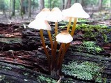 Mycena inclinata image