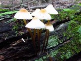 Mycena inclinata image