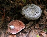 Lactarius paradoxus image