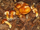 Hygrocybe punicea image