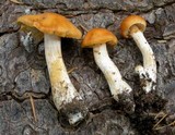 Cortinarius vibratilis image