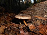 Pluteus umbrosus image