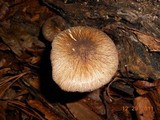 Pluteus umbrosus image