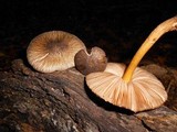 Pluteus umbrosus image