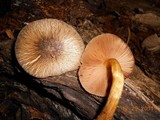 Pluteus umbrosus image