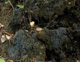 Fuscopannaria pacifica image