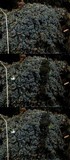 Fuscopannaria pacifica image